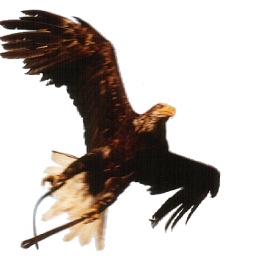 Eagle